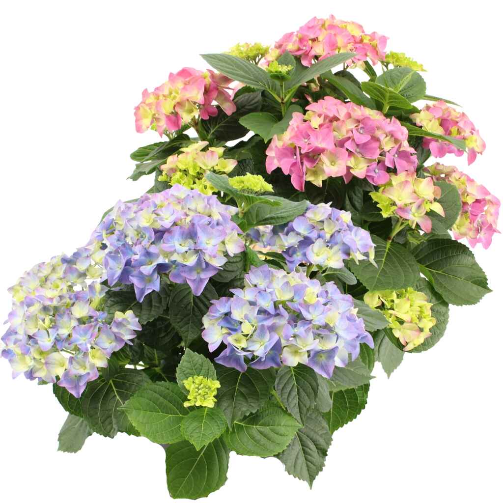 Hortensia