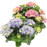 Hortensia 17 cm ruukussa