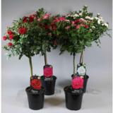 Runkoruusu korkeus 80-90 cm