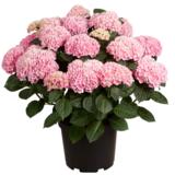 Hortensia 29 cm ruukussa