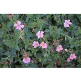 Espanjankurjenpolvi Wargrave Pink