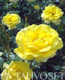 Köynnösruusu Golden Showers, astiakoko 3,5L