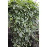 Kuolemattomuuden yrtti