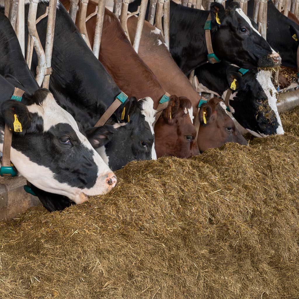 Hankkijan CoolDown TMR 20 kg