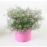 Harsokukka pinkki ja valkoinen 12 cm ruukussa