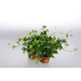 Muratti 11 cm ruukussa