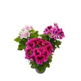 Jalopelargoni 12 cm ruukussa