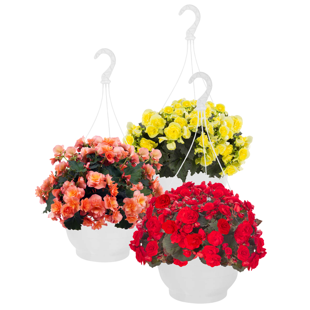 Begonia-amppeli 25 cm