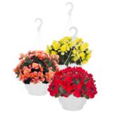 Begonia-amppeli 25 cm