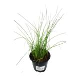 Purjo 12 cm ruukussa