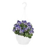 Orvokkiamppeli 23 cm