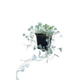 Hopeaputous 11 cm ruukussa