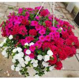 Kesäkukka-amppeli 25 cm