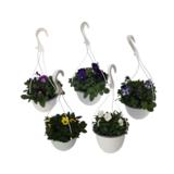 Orvokkiamppeli 19 cm