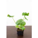 Kurpitsa keltainen pyöreä, 10,5 cm ruukussa