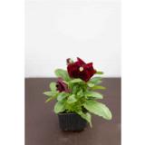 Orvokki 8 cm ruukussa