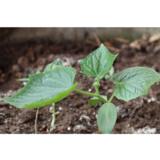 Avomaankurkku 10,5 cm ruukussa