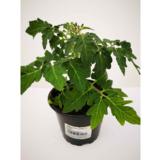 Tomaatintaimi 12 cm ruukussa