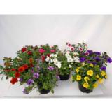 Miljoonakello 12 cm ruukussa