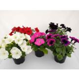 Riippapetunia 12 cm ruukussa