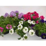 Verbena 12 cm ruukussa