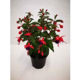 Verenpisara 12 cm ruukussa