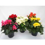 Ruusubegonia 12 cm ruukussa