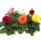 Ruukkudaalia 12 cm ruukussa