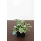 Hopealehti 9 cm ruukussa