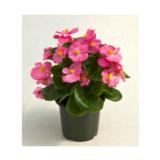 Kesäbegonia 10,5 cm ruukussa