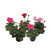 Pelargoni 12 cm ruukussa