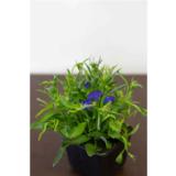 Lobelia 9 cm ruukussa
