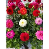 Daalia Gallery 15 cm ruukussa