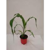 Maissi 12 cm ruukussa