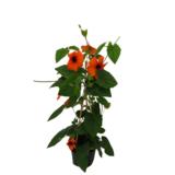 Mustasilmäsusanna pyramidi 12 cm ruukussa