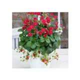 Mansikka-amppeli 23 cm