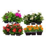 Kesäkukat 6 kpl pakkauksessa