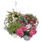 Kesäkukka-amppeli 23 cm