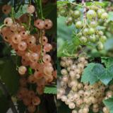 Herkkuherukka, astiakoko 7,5L