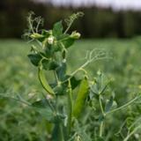 Siemenherne Matilda puhdas 800 kg