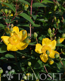 Pensaskuisma Hidcote, astiakoko 3L