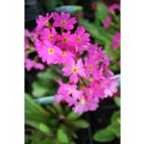 Himalajanesikko Gigas