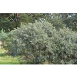 Tyrni Tarmo hede FinE, astiakoko 3L