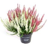 Calluna Twins 12 cm