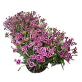 Neilikka Pink Kisses 12 cm ruukussa