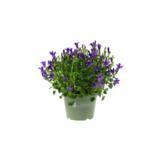 Muurikello 10,5 cm ruukussa