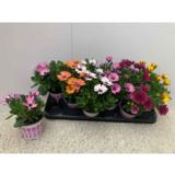 Tähtisilmä 10,5 cm ruukussa