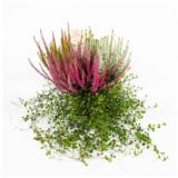 Calluna Heide mix 15 cm