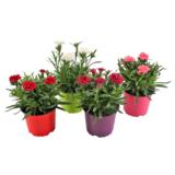 Ruukkuneilikka 10,5 cm ruukussa