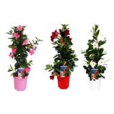 Maljaköynnös pyramidi 17 cm ruukussa